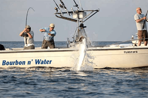 Captain Jim providing assistance as a hooked tarpon leaps almost fully
        out of the water.