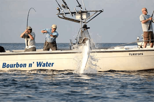 Captain Jim providing assistance as a hooked tarpon leaps almost fully
out of the water.